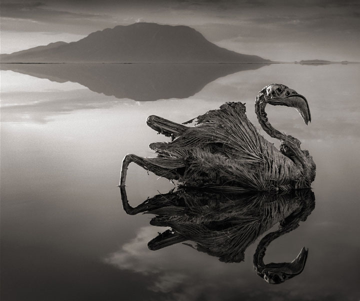 Lake Natron: The Killer Lake That Literally Petrifies The Animals Into Sculptures