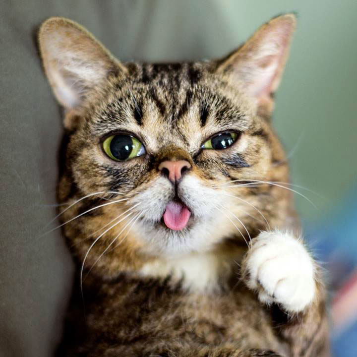 Meet Lil Bub: The Cutest Cat On The Internet