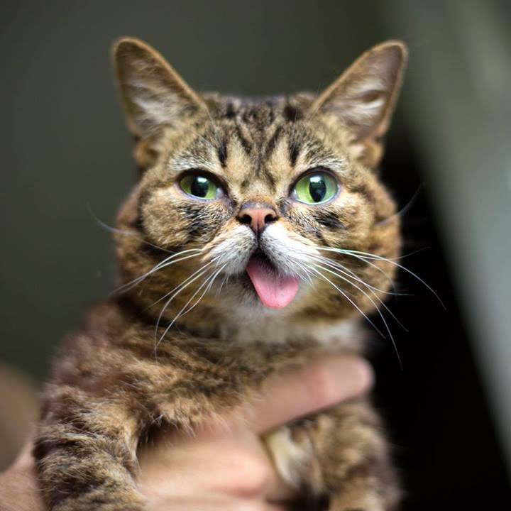 Meet Lil Bub: The Cutest Cat On The Internet