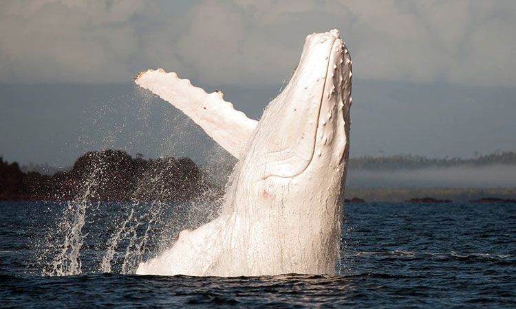 Migaloo: The Majestic White Whale That Lives Off The Coast Of Australia