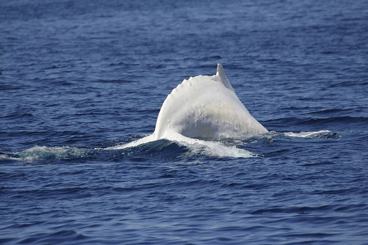 Migaloo: The Majestic White Whale That Lives Off The Coast Of Australia