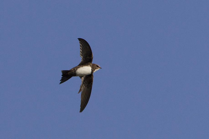 Royal Martinet Swift: A Bird That Can Fly For 6 Consecutive Months Without Landing