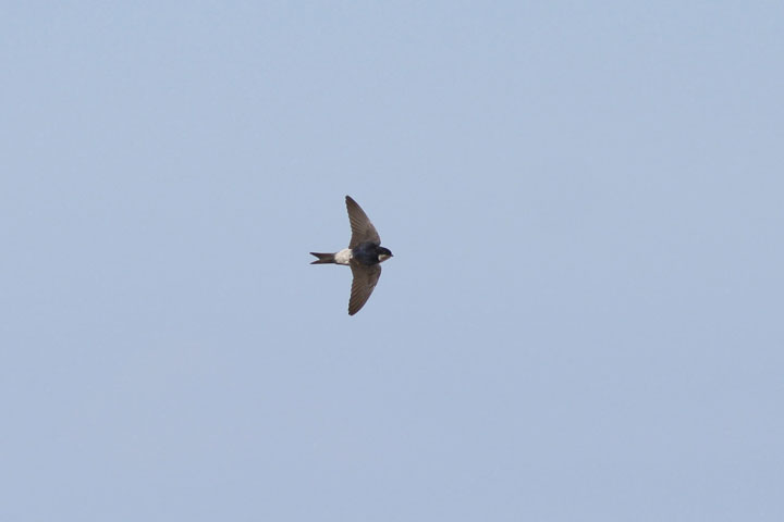 Royal Martinet Swift: A Bird That Can Fly For 6 Consecutive Months Without Landing