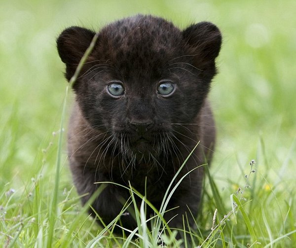 A baby panther-Awesome Cute Baby Animals