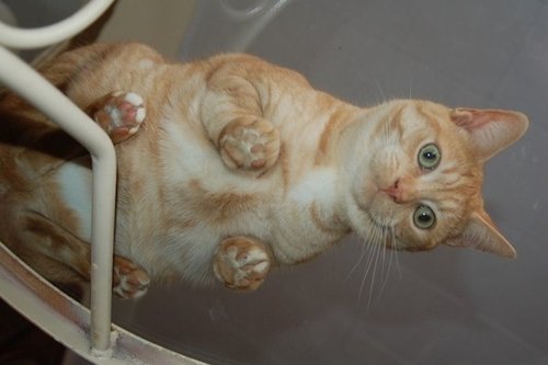 Top 20 Pictures from below Of Cats Sitting On Transparent Glass Tables