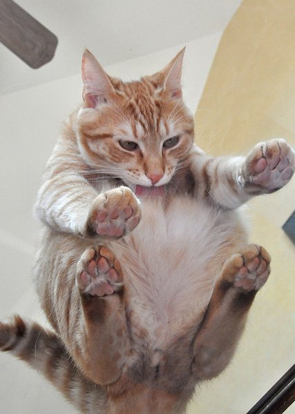 Top 20 Pictures from below Of Cats Sitting On Transparent Glass Tables