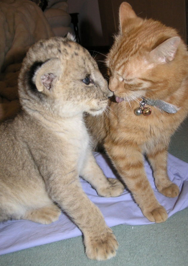 Cat and Lion