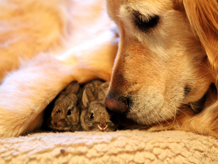Dog and Rabbit
