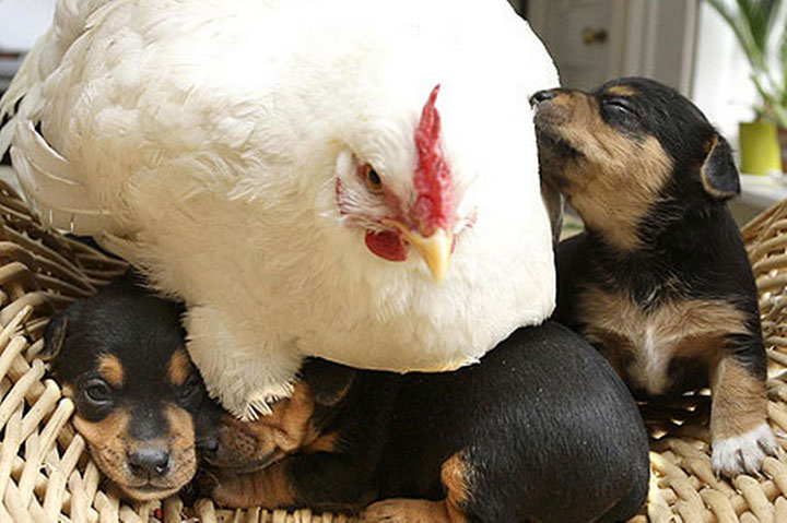 Hen and Dog