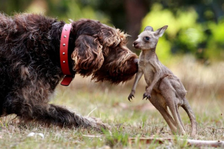 Dog and Kangaroo