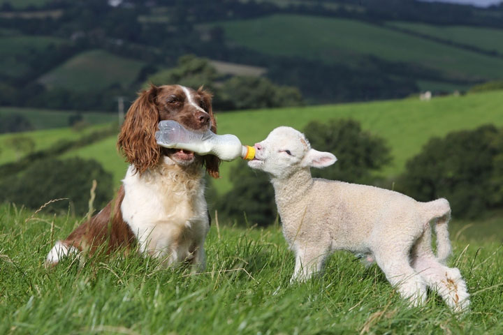 Dog and Lamb