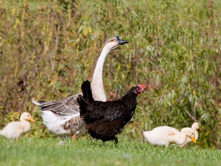 Chicken, goose and Ducklings
