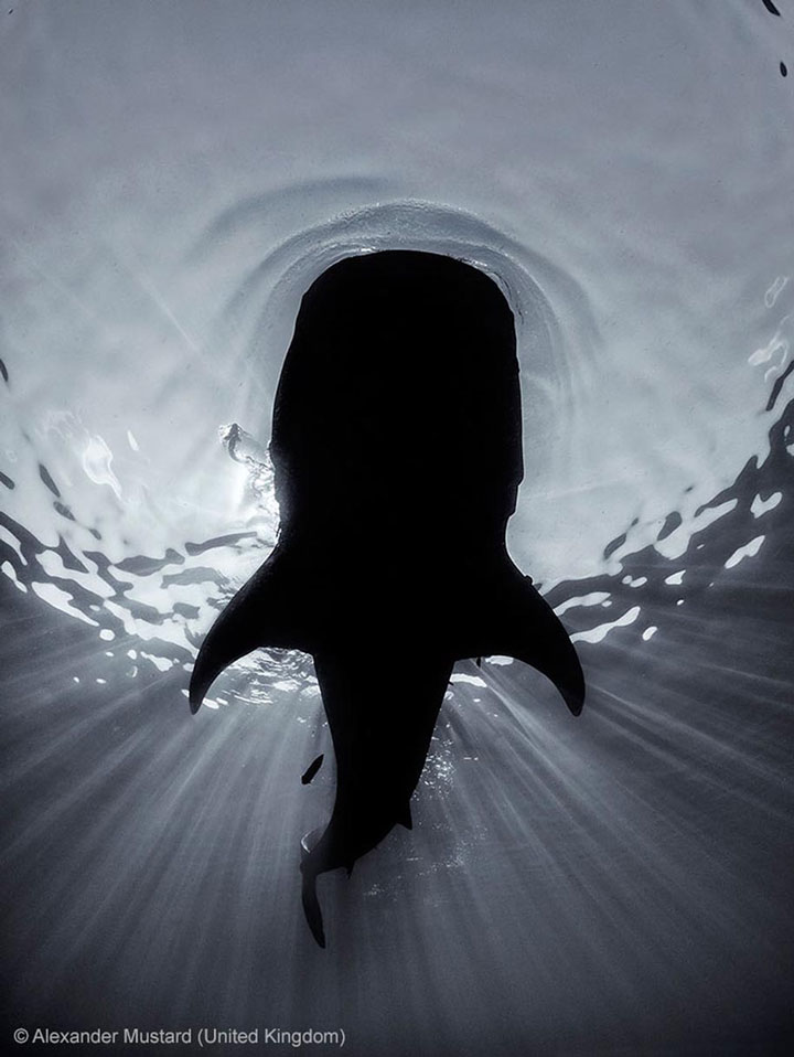 Whale-Award Winning Wildlife Photographs From Wildlife Photographer Contest