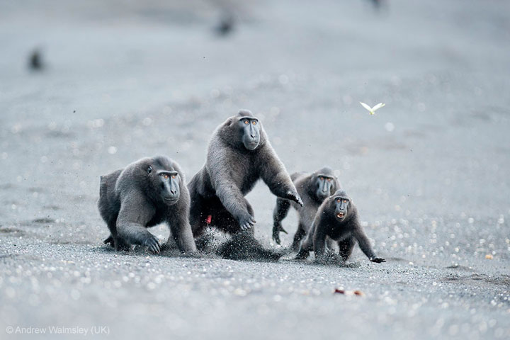 Monkey-Award Winning Wildlife Photographs From Wildlife Photographer Contest