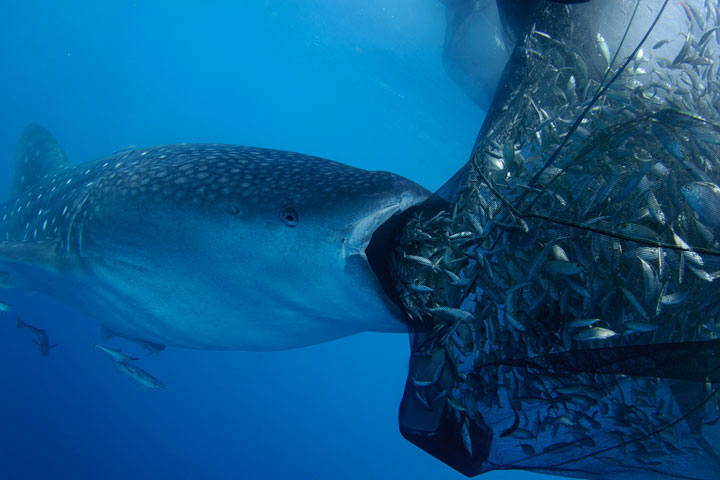 Big fish-Award Winning Wildlife Photographs From Wildlife Photographer Contest