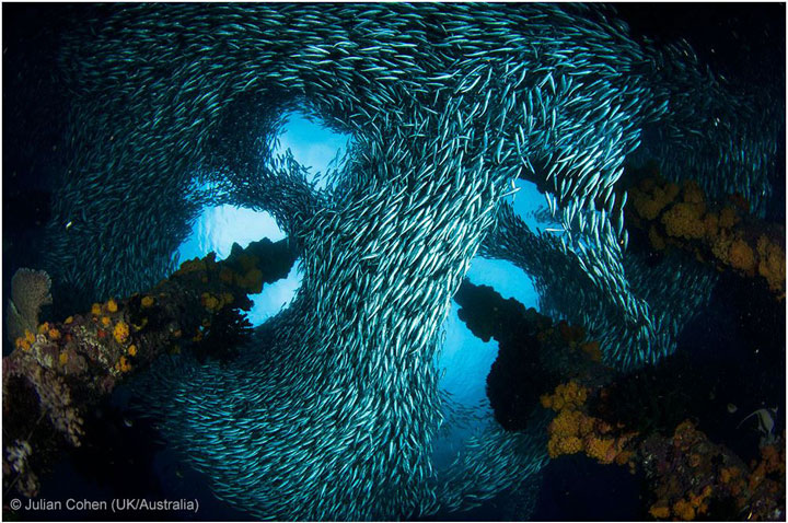 Fishes-Award Winning Wildlife Photographs From Wildlife Photographer Contest