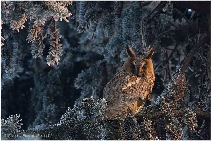 Owl-Award Winning Wildlife Photographs From Wildlife Photographer Contest