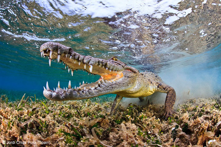 Crocodile-Award Winning Wildlife Photographs From Wildlife Photographer Contest