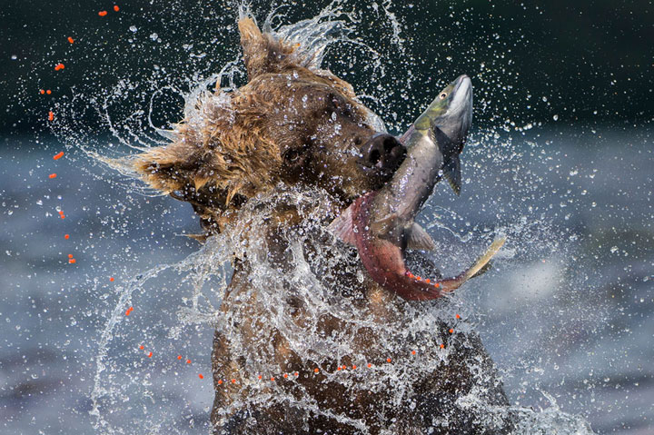 Wolf-Award Winning Wildlife Photographs From Wildlife Photographer Contest