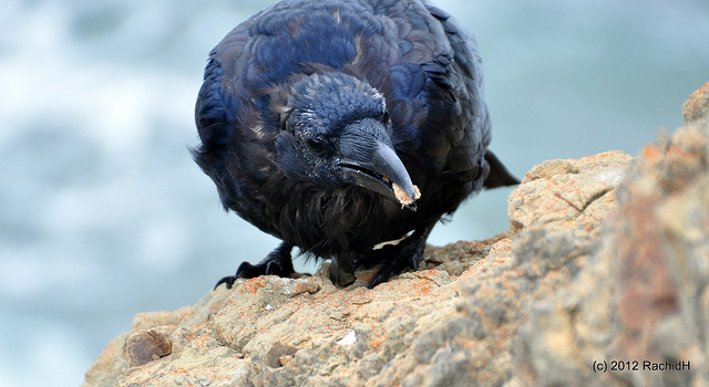 See The Beautiful Feathers Of Blue Raven In The Sunshine-