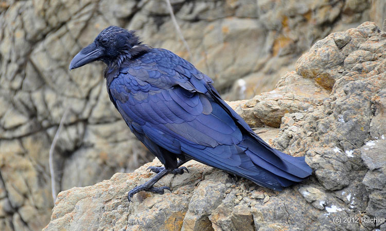See The Beautiful Feathers Of Blue Raven In The Sunshine-7