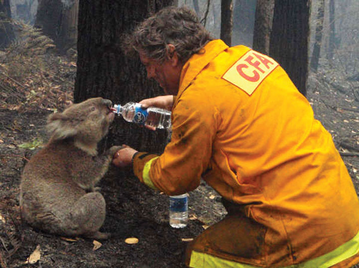This firefighter who gives water to a Koala in fires that ravaged Australia in 2009-Emotional Charged Photographs That Prove That Humanity Is Not Yet Lost-14