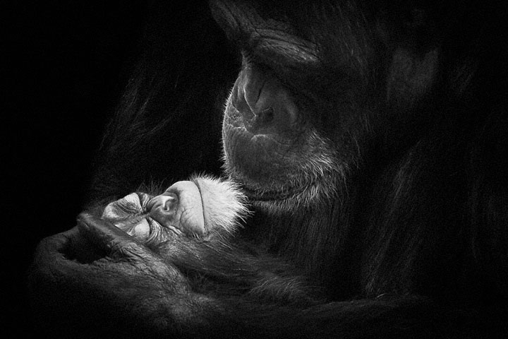 Chimpanzees-Mysterious beauty of animals captured in portraits-2