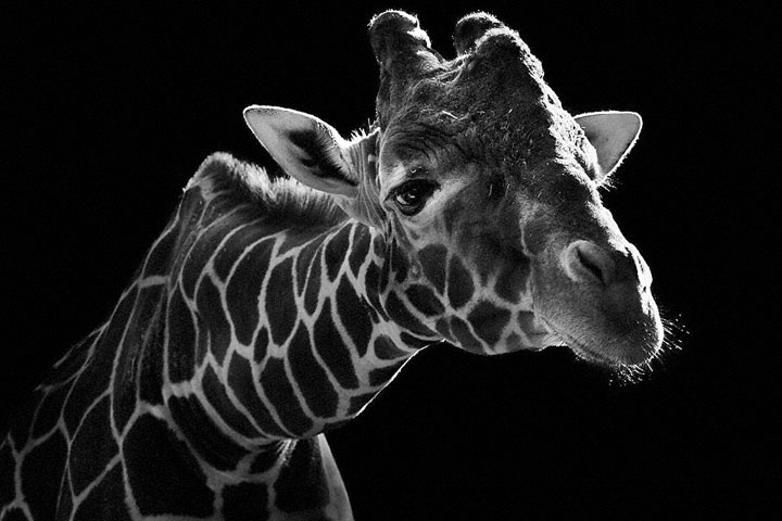 Giraffes-Mysterious Beauty Of Animals Captured In Striking Portraits-1