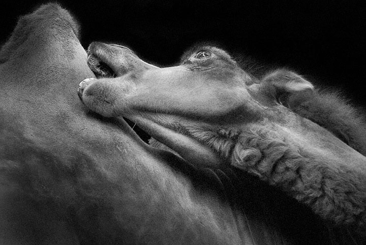 Camels-Mysterious Beauty Of Animals Captured In Striking Portraits-11