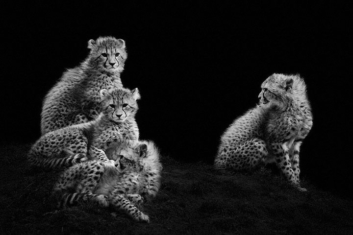 Cheetah-Mysterious Beauty Of Animals Captured In Striking Portraits-15