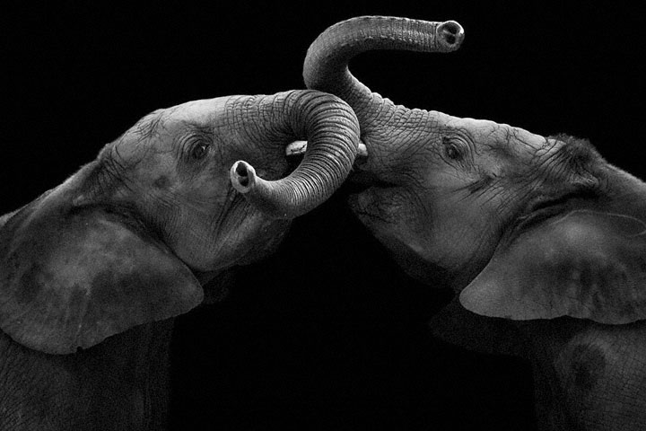 Elephants-Mysterious Beauty Of Animals Captured In Striking Portraits-17