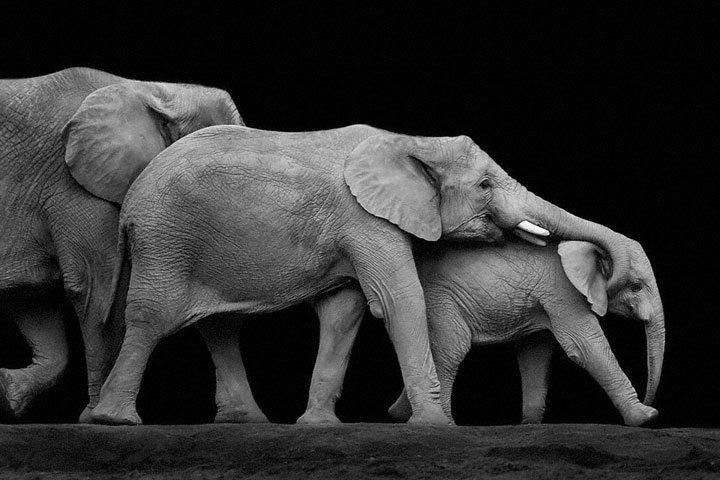 Elephants-Mysterious Beauty Of Animals Captured In Striking Portraits-18