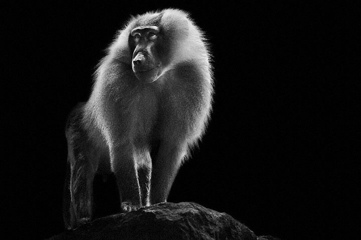 Baboons- Mysterious Beauty Of Animals Captured In Striking Portraits-2