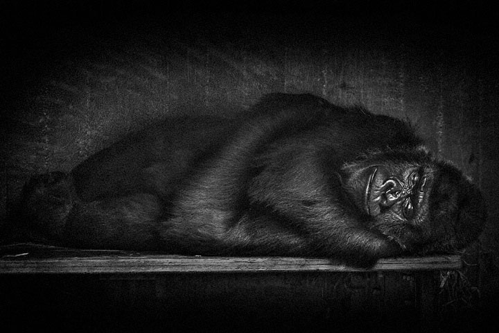 Gorillas-Mysterious Beauty Of Animals Captured In Striking Portraits-21