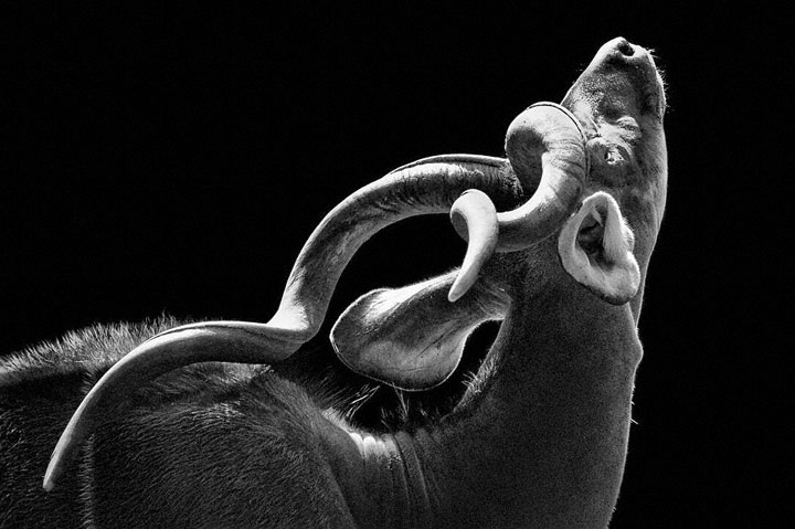 Antelopes-Mysterious Beauty Of Animals Captured In Striking Portraits-26