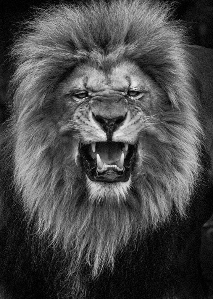 Lions-Mysterious Beauty Of Animals Captured In Striking Portraits-31