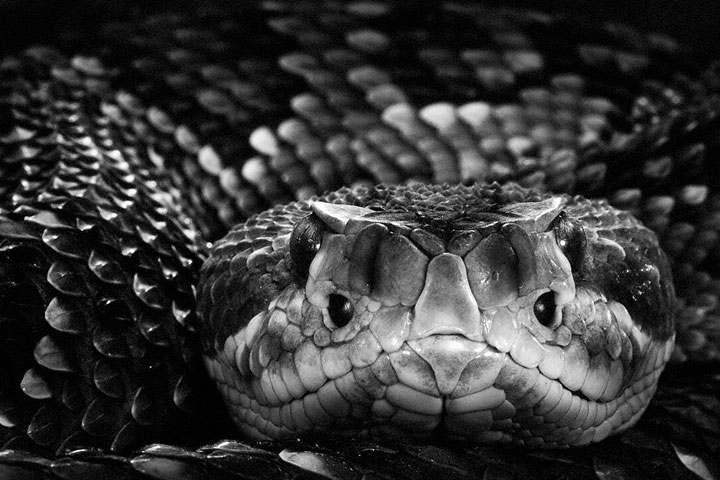 Reptiles-Mysterious Beauty Of Animals Captured In Striking Portraits-36