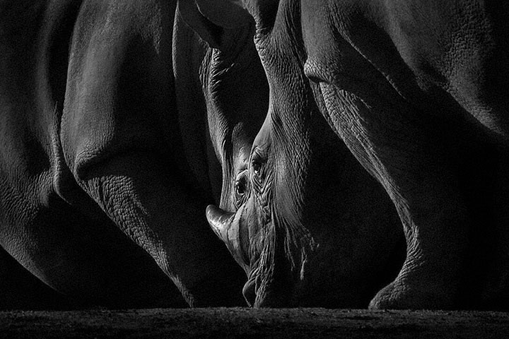 Rhinos-Mysterious Beauty Of Animals Captured In Striking Portraits-39