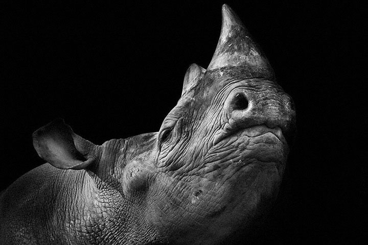 Rhinos-Mysterious Beauty Of Animals Captured In Striking Portraits-40
