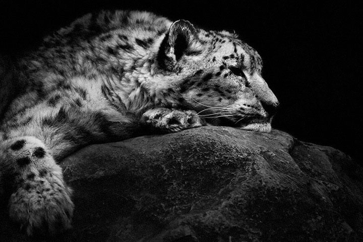 Snow Leopards-Mysterious Beauty Of Animals Captured In Striking Portraits-41