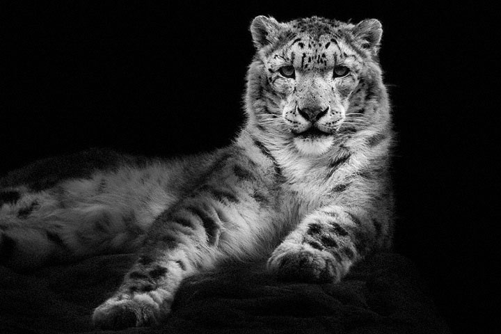 Snow Leopards-Mysterious Beauty Of Animals Captured In Striking Portraits-42