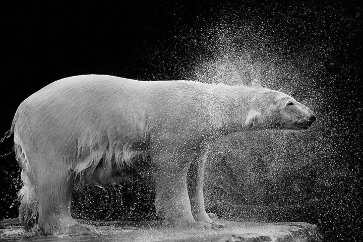 Bears-Mysterious Beauty Of Animals Captured In Striking Portraits-6
