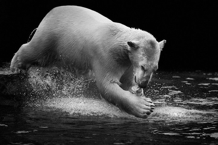 Bears-Mysterious Beauty Of Animals Captured In Striking Portraits-7