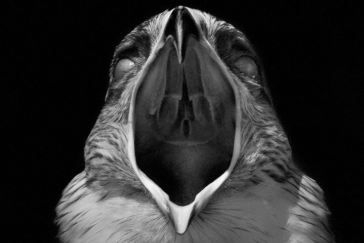 Birds-Mysterious Beauty Of Animals Captured In Striking Portraits -9