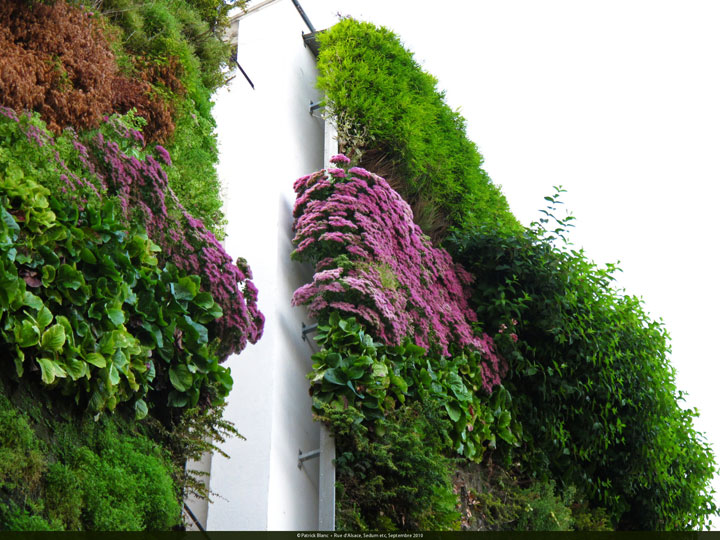 A vertical garden by Patrick Blanc, Rue D'Alsace, Paris, France, 2008