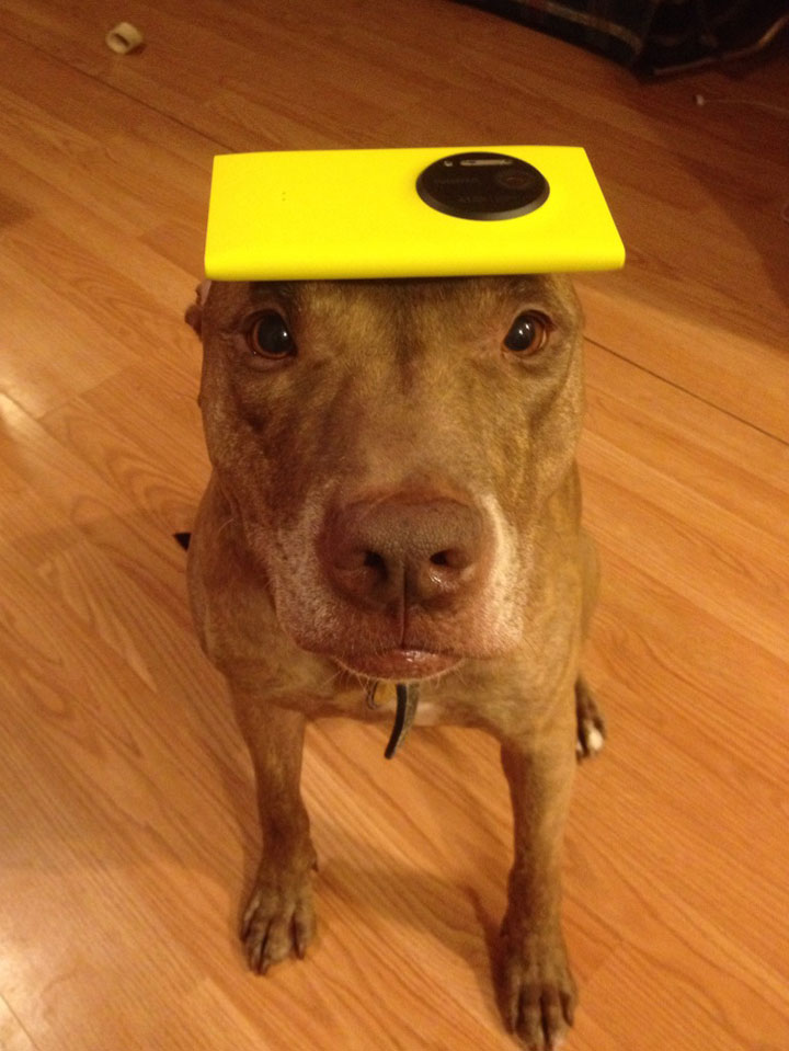 A Dog Owner Takes Funny Photos Of Its Dog By Putting Various Objects On Its Head-10