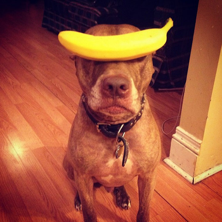 A Dog Owner Takes Funny Photos Of Its Dog By Putting Various Objects On Its Head-12