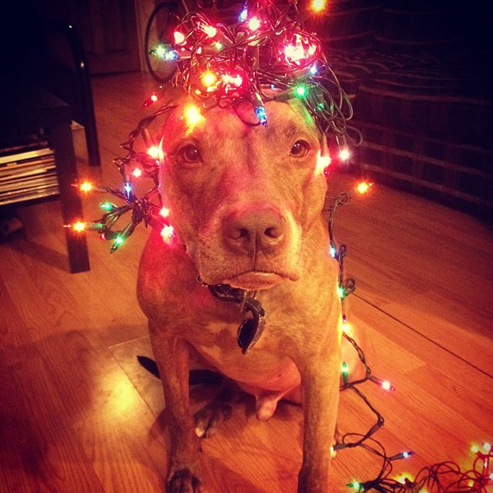 A Dog Owner Takes Funny Photos Of Its Dog By Putting Various Objects On Its Head-16