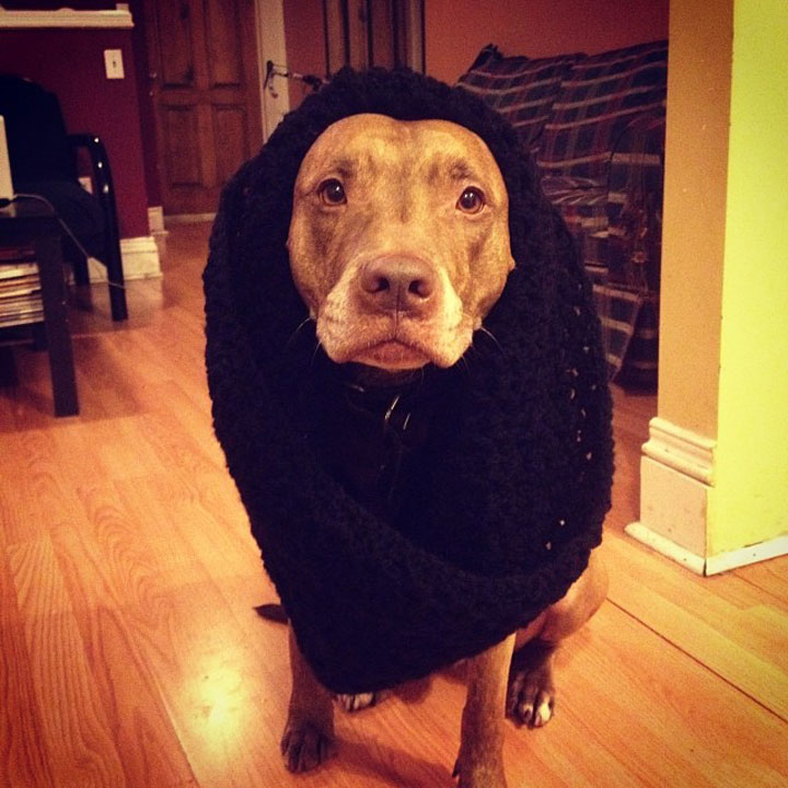 A Dog Owner Takes Funny Photos Of Its Dog By Putting Various Objects On Its Head-17