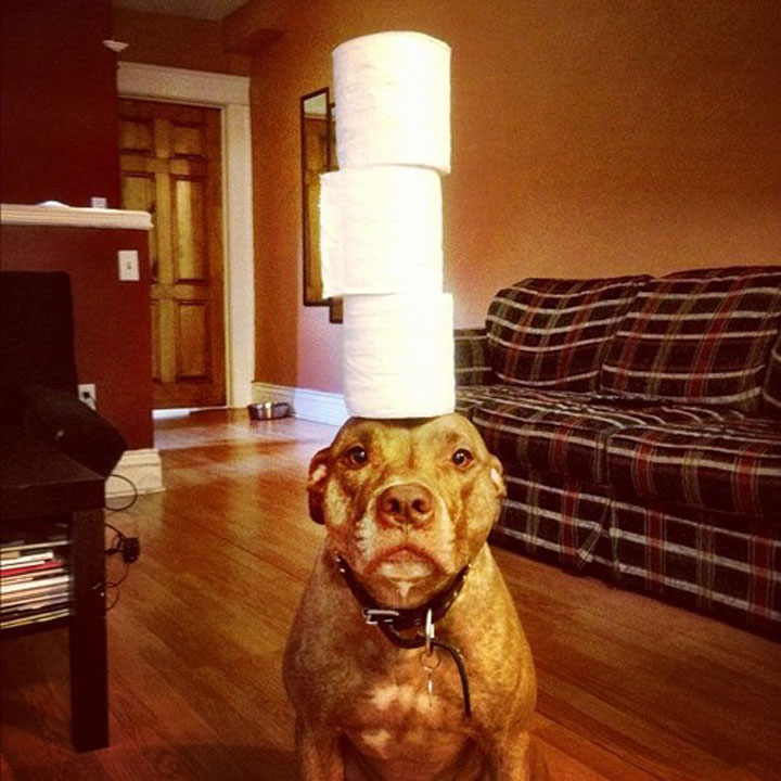 A Dog Owner Takes Funny Photos Of Its Dog By Putting Various Objects On Its Head-2